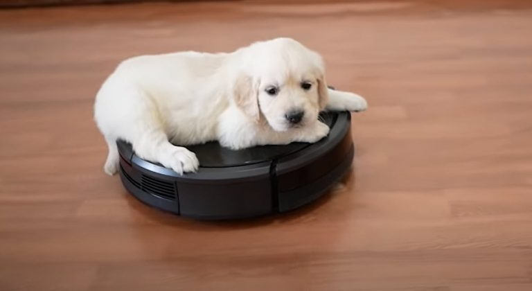 Best Robot Vacuum For Pet Hair 2023 – Consumer Reviewed